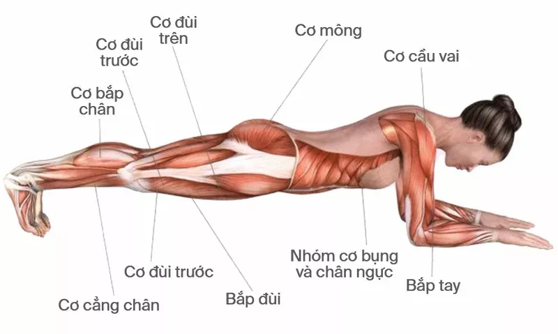 Tập plank đều đặn giúp tăng sức mạnh cơ lõi, cải thiện tư thế và hỗ trợ vùng bụng săn chắc hơn.